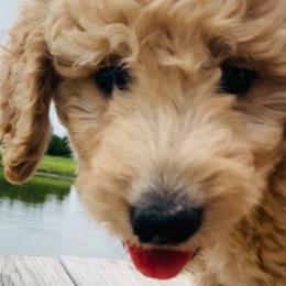 Cockapoos, Goldendoodles, and Poodles from Texas Teddy Doodles