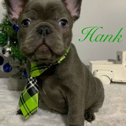 French Bulldog Puppies from Gotts Frenchies