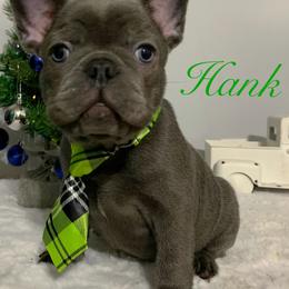 French Bulldog Puppies from Gotts Frenchies