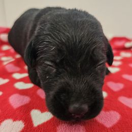 Orange Girl - Black female Labrador Retriever puppy in Elk Grove, California from Labrador Trails
