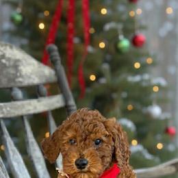 Lukas - Red  male Goldendoodle puppy in Mint Hill, North Carolina from DoodleForever
