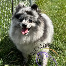 Bubbles - Pomeranian