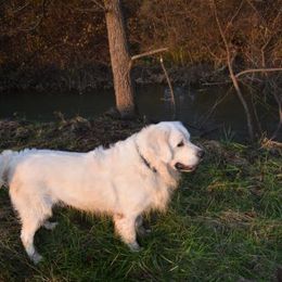 Ryder  - Golden Retriever