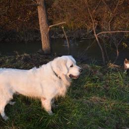 Ryder  - Golden Retriever