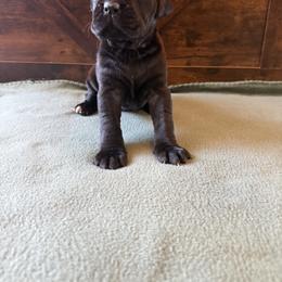 Cane Corso Puppies from Cowan Farms