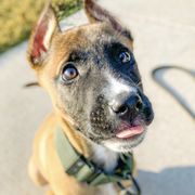 Sporty Mixes from trueWE$T Working Dogs