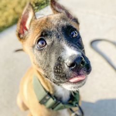 Sporty Mixes from trueWE$T Working Dogs