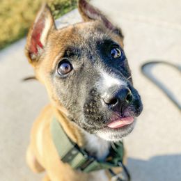Sporty Mixes from trueWE$T Working Dogs