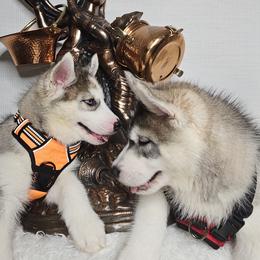 Siberian Husky Puppies from Springfield Huskies