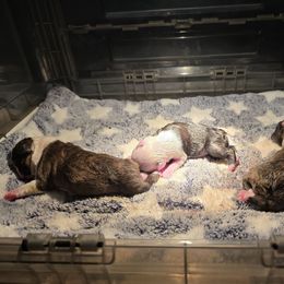 Boston Terrier puppies from Emerald Moon Bostons