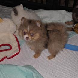 Girl 2 - Chocolate and tan female Pomeranian puppy in Angleton, Texas from Pomeranian Palace, LLC