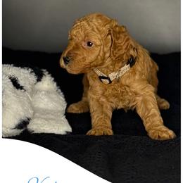 Venice - Red  male Goldendoodle puppy in Danville, Virginia from Stella’s Stunning Goldendoodles of VA
