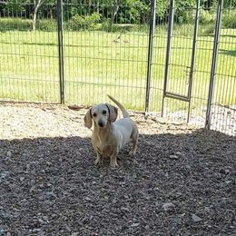 AKC QUESO - Dachshund