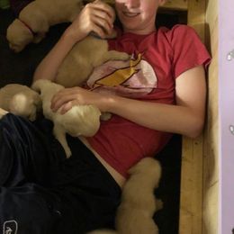 Golden Retriever Puppies from Prim's Golden Retrievers