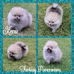 Kenu - Cream sable male Pomeranian puppy in Anna, Texas from Fantasy Pomeranians & Fantasy Aussies