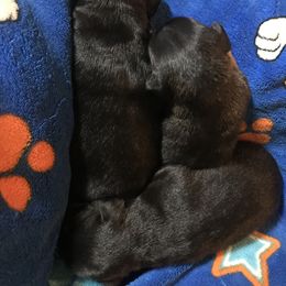 Dachshund puppies from Fulton Family Puppies