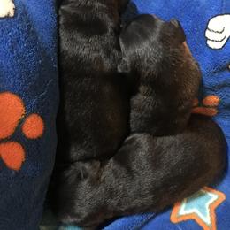 Dachshund puppies from Fulton Family Puppies