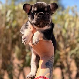 Pink - Black and tan female French Bulldog puppy in Avondale, Arizona from BigDiamondFrenchies