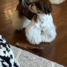 Ricky - Shih Tzu