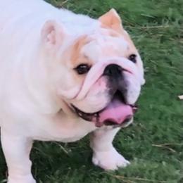 Frankie - Bulldog