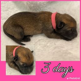 Belgian Malinois Puppies from Audacious Malinois