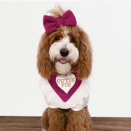 London - Goldendoodle