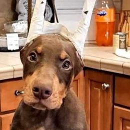 Boy 1 - Red and rust Doberman Pinscher puppy in Jefferson Township, New Jersey from Tristel Dobermans