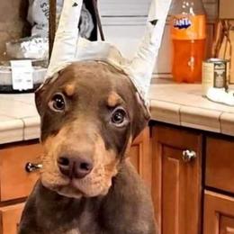 Boy 1 - Red and rust Doberman Pinscher puppy in Jefferson Township, New Jersey from Tristel Dobermans
