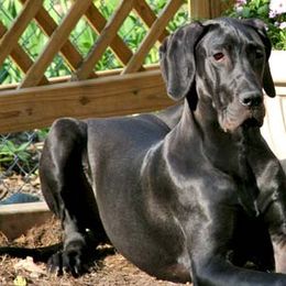 Great Danes from Sandy Mauck's Great Danes
