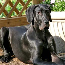 Great Danes from Sandy Mauck's Great Danes