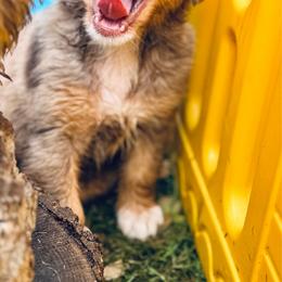 Ginger - Red merle female Aussiedoodle puppy in Hempstead, Texas from Young Gun Aussies