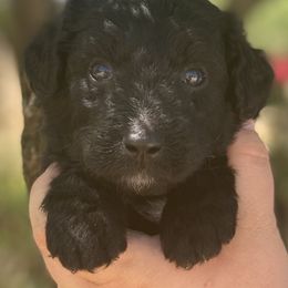 Boy 2 - Aussiedoodle puppy in Clyde, Texas from W7 Doodles