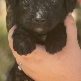 Boy 2 - Aussiedoodle puppy in Clyde, Texas from W7 Doodles