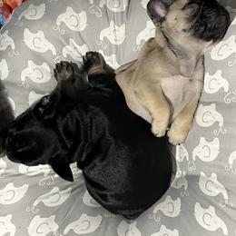 French Bulldog Puppies from Stratton Kennel