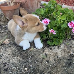 Pembroke Welsh Corgi Puppies from Kern River Corgis