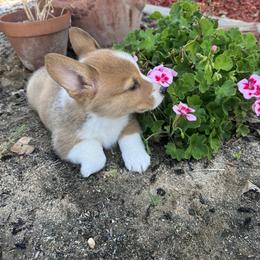 Pembroke Welsh Corgi Puppies from Kern River Corgis