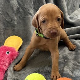 Brite Green Boy - Red golden male Vizsla puppy in Foley, Alabama from Paula's South Bama Vizslas