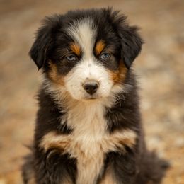 Tux - Black tri-color male Australian Shepherd puppy in Buena Vista, Colorado from Wigglebutts Unlimited