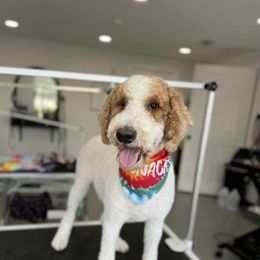 Clover - Goldendoodle