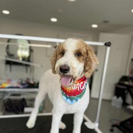 Clover - Goldendoodle