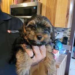 Yorkshire Terrier puppies from Lanes-Scraps