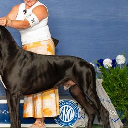 Great Danes from Magic Kingdoms Great Danes