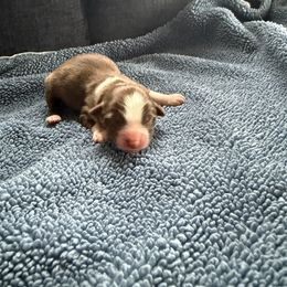 Red girl 2 - Red & white female Australian Shepherd puppy in Ellston, Iowa from Chania's Australian Shepherds