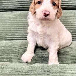 Puppy 5 - Apricot female Irish Doodle puppy in Bloomfield, Iowa from Schooley Doodles
