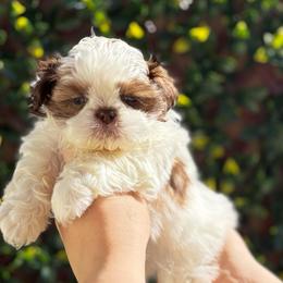 Hercules (AKC) - Tricolor male Shih Tzu puppy in Las Vegas, Nevada from Vegas Shih Tzus