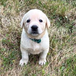 Girl 1 - Yellow female Labrador Retriever puppy in Arlington, Washington from Stout's Hunting Labs and trsbullies