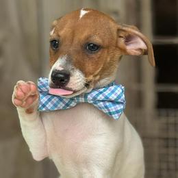 Rat Terriers from Henry Farms Rat Terriers