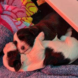 Havanese puppies from Nevin Keeney