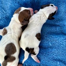 Piebald girl (right) - Piebald female Dachshund puppy in Bakersfield, California from Open Hourglass LLC