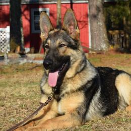 German Shepherds from Fame Kennels